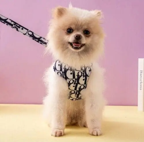 Leashes & Harnesses