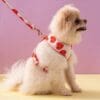 Luxury Harness and Leash - Image 8