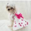 Dog wearing cherry dress and sunglasses.