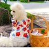Dog in floral dress beside picnic basket.