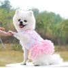 Dog in pink dress shaking hand outside.