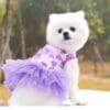 Fluffy dog in purple dress outdoors.