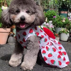Poodle in strawberry dress outdoors, surrounded by plants.