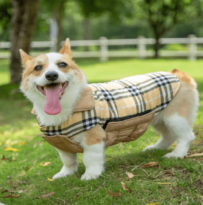 Corgi wearing a plaid jacket outdoors.