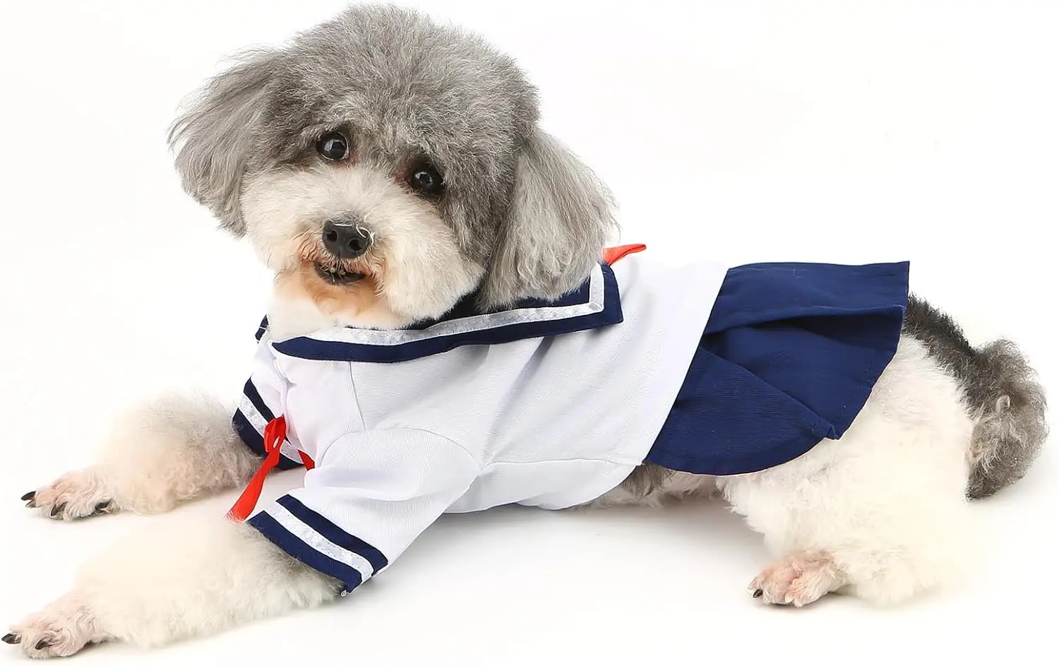 Dog in sailor outfit lying down.