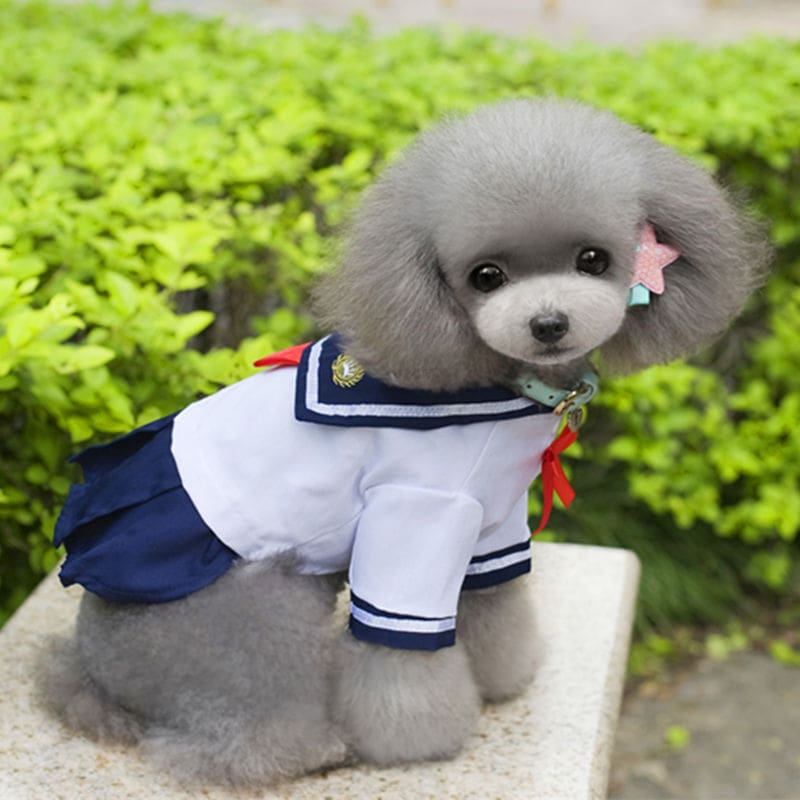 Pet enjoying a walk while wearing a stylish dog harness.